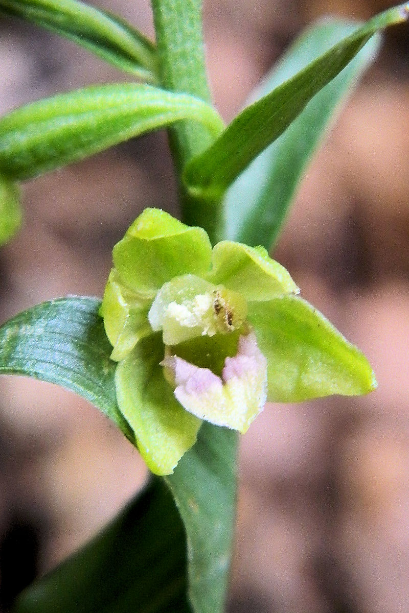 Elleborine gracile